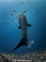 Wiggle wiggle

Southern Ocean Sunfish - Mola alexandrin... by Stefan Follows 